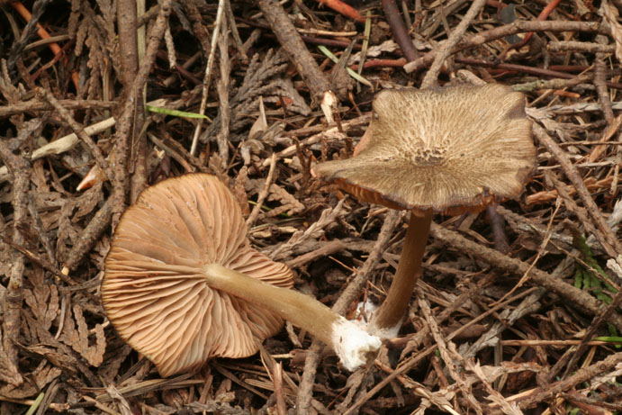Leptonia badissima